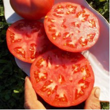 Редкие сорта томатов Фаворит Помидома